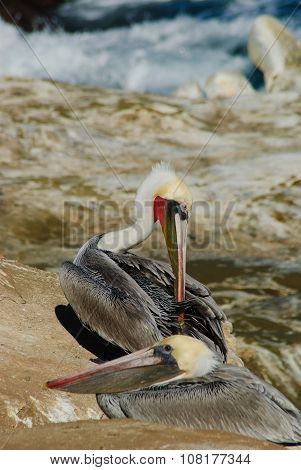 One pelican preens its feathers while another stands by