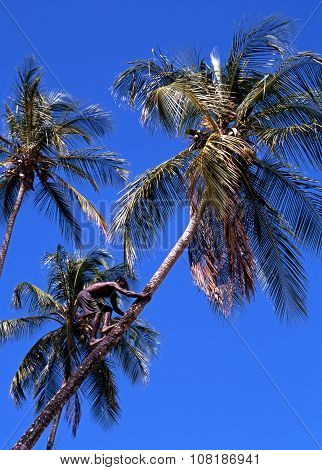 Man climbing a coconut tree.