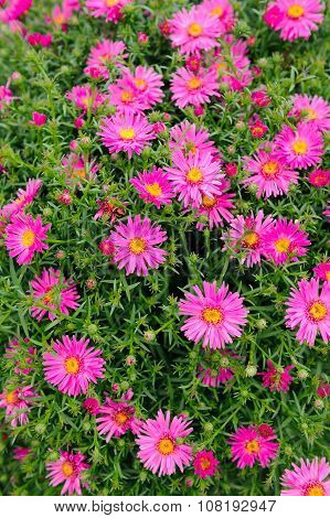 Pink New York Aster Flowers