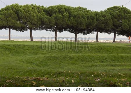 Trees Along Passeio Das Tagides