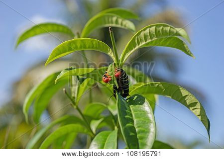 Pseudosphinx tetrio, colorful caterpillar