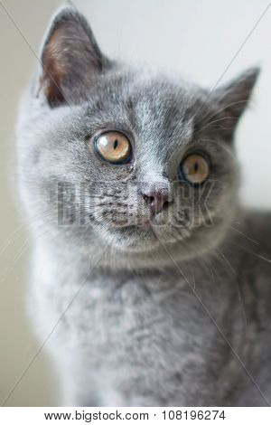 Kitten portrait.