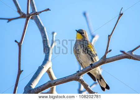 The Female Yellow-rumped Warbler Perching On The Tree