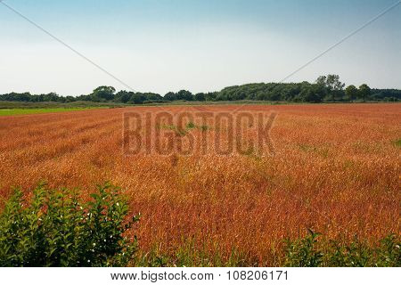 Red Wheet Field