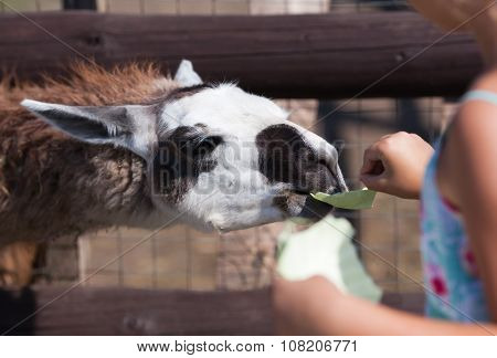 Llama, Feeding Time