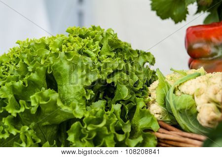 green lettuce leaves close-up