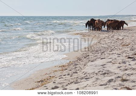 Wild Horses On The Beach