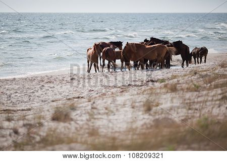 Wild Horses On The Beach