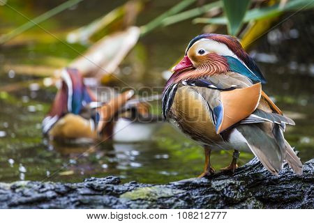Beautiful Male Mandarin Duck (aix Galericulata)