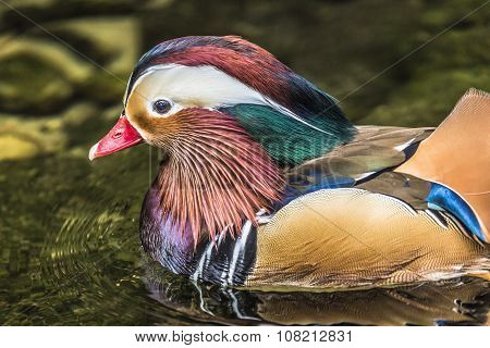 Beautiful Male Mandarin Duck (aix Galericulata)