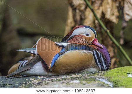 Beautiful Male Mandarin Duck (aix Galericulata)