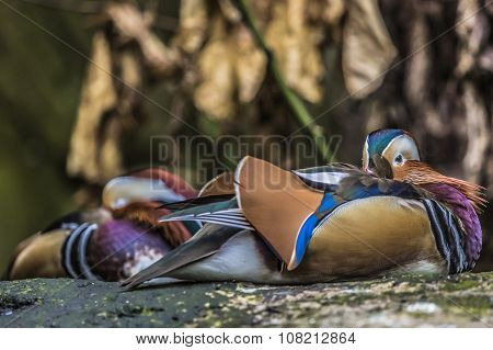 Beautiful Male Mandarin Duck (aix Galericulata)