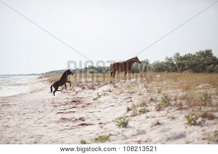 Wild Horses On The Beach