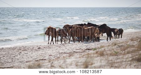 Wild Horses On The Beach