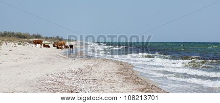 Cows On A Beach