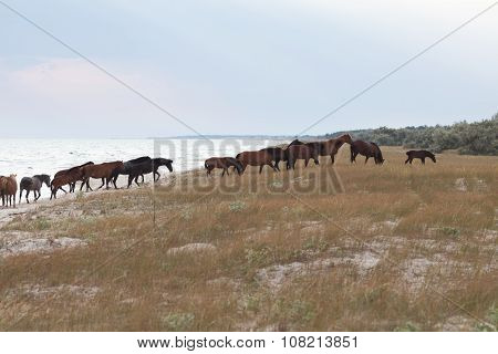 Herd Of Horses