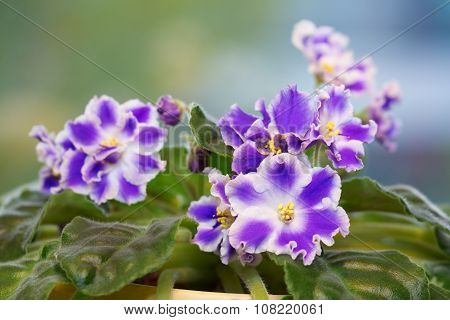 Blue Saintpaulia Flower