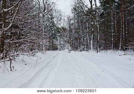Forest in winter.