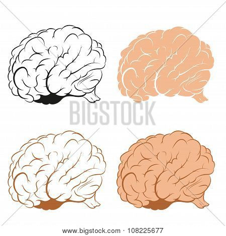 Set of Brains