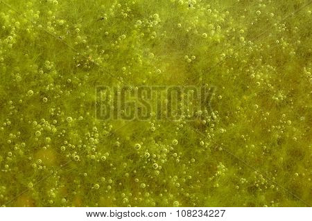 Green Algae With Air Bubbles