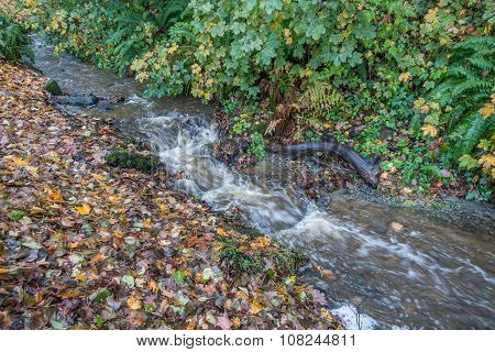 Stream At Seahurst Park 2
