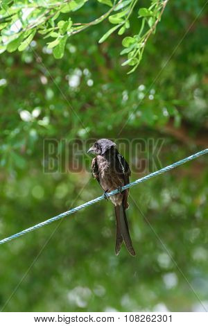 Black Drongo Bird On A Tree