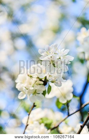 spring tree