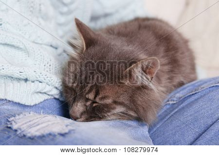 Grey lazy cat sleeping on woman's knees in the room