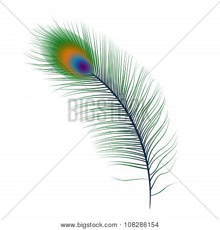 Isolated vector peacock feather