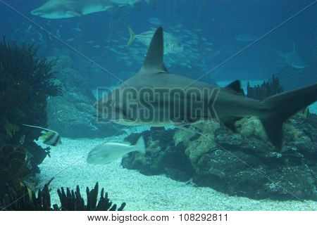 Shark Swimming In The Depth
