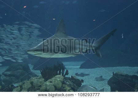 Shark Swimming In The Depht