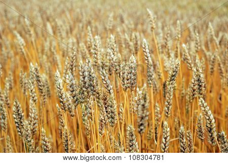 Yellow Field Of Rye