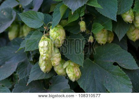 Hop Cones