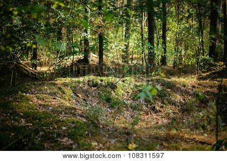 Old World War Trenches In Forest Since Second World War, Belarus