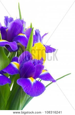 spring tulips and irises