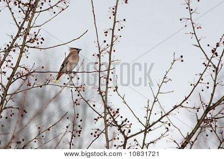 Waxwing