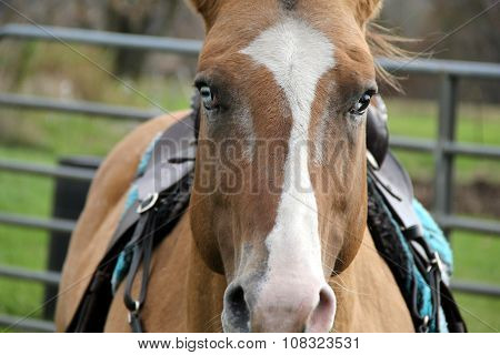 Beautiful image of blue-eyed horse