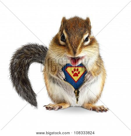Funny Animal Super Hero, Squirrel Unbuckle His Fur