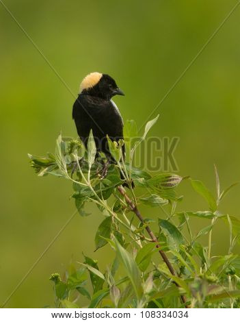 Bobolink