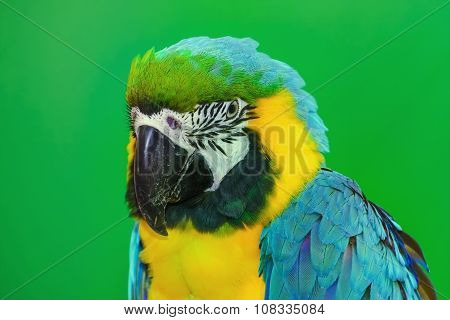 The Macaw Parrot