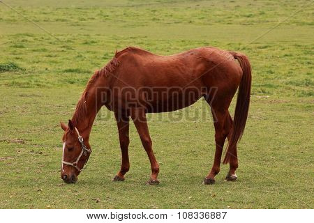 Horse in an autumn field