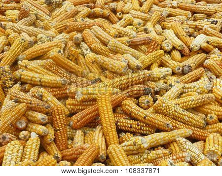 Corn drying in the Sun