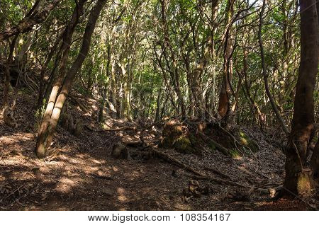 Laurel Forest