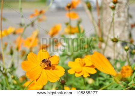 Bee Collect Pollen From Yellow Flower