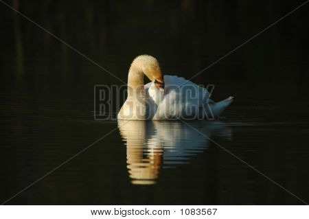 Cisne (vulgar Cygnus Olor)