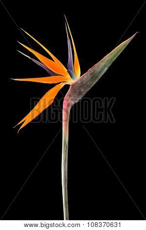 Strelitzia reginae (Bird of Paradise) on black background