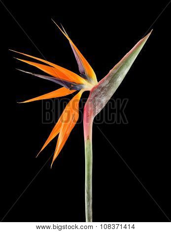 Strelitzia reginae (Bird of Paradise) on black background