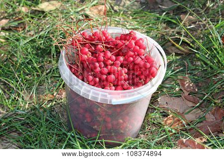 Red Ripe Schizandra In The Bucket