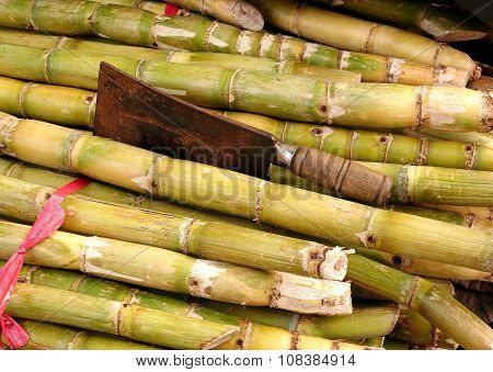 Stalks Of Fresh Sugar Cane