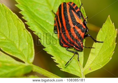 Red Black Striped Shield Bug Sitting On A Flower